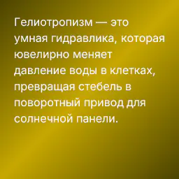 Гелиотропизм — это умная гидравлика, которая ювелирно меняет давление воды в клетках, превращая стебель в поворотный привод для солнечной панели.